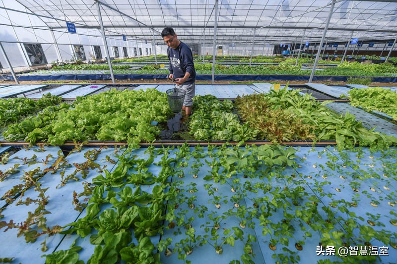 大棚种植致富项目,农业大棚种植创业项目推荐2020