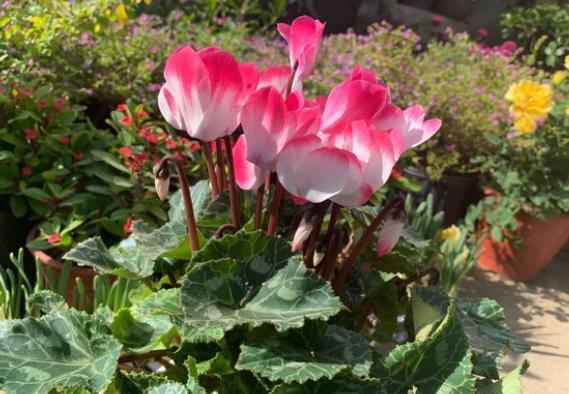 农村养花匠仙客来,仙客来开花怎么养