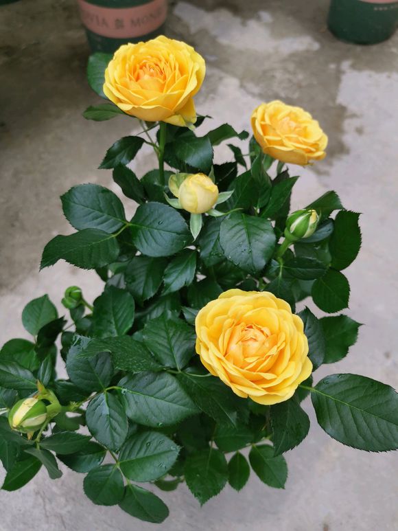 玫瑰花蔫巴了怎么能让它变好,玫瑰花发皱怎么处理