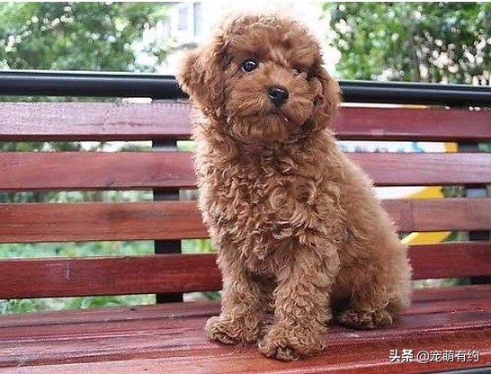 泰迪修剪造型方法与详细步骤,夏季给狗狗修剪毛发