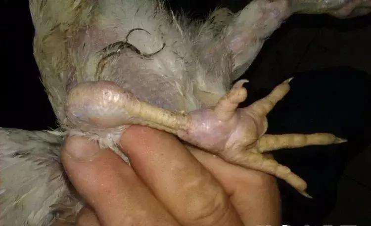 滑液囊肿会自行消失吗,青年鸡得了滑液囊真的治不好了吗