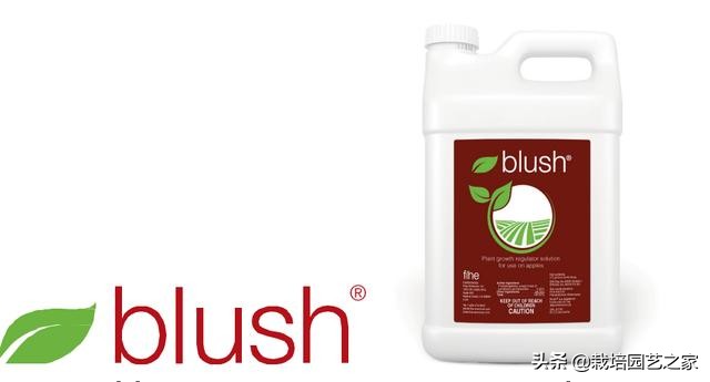 病害：这些图例都是黑痘病，危害很大，注意平时防范