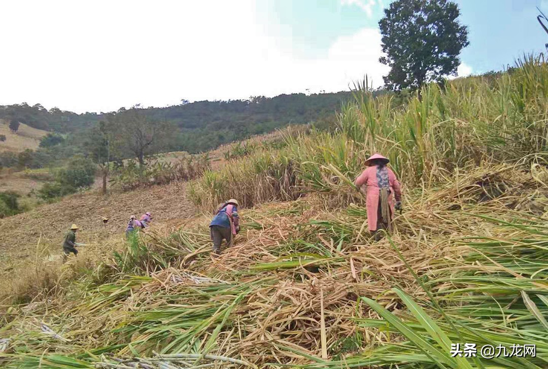 民兵在疫情防控中的群英谱,疫情防控民兵在行动