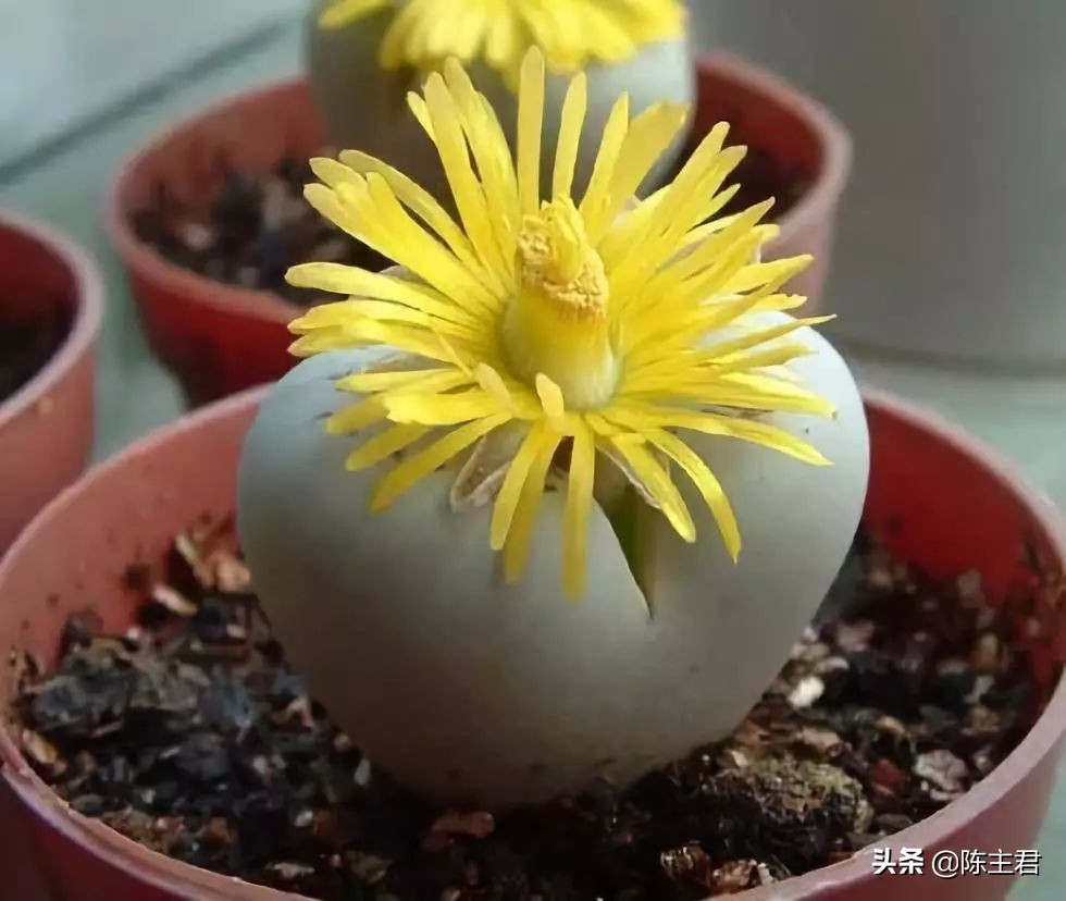 十大最贵法师多肉排行榜,玉露多肉最贵多少钱一棵