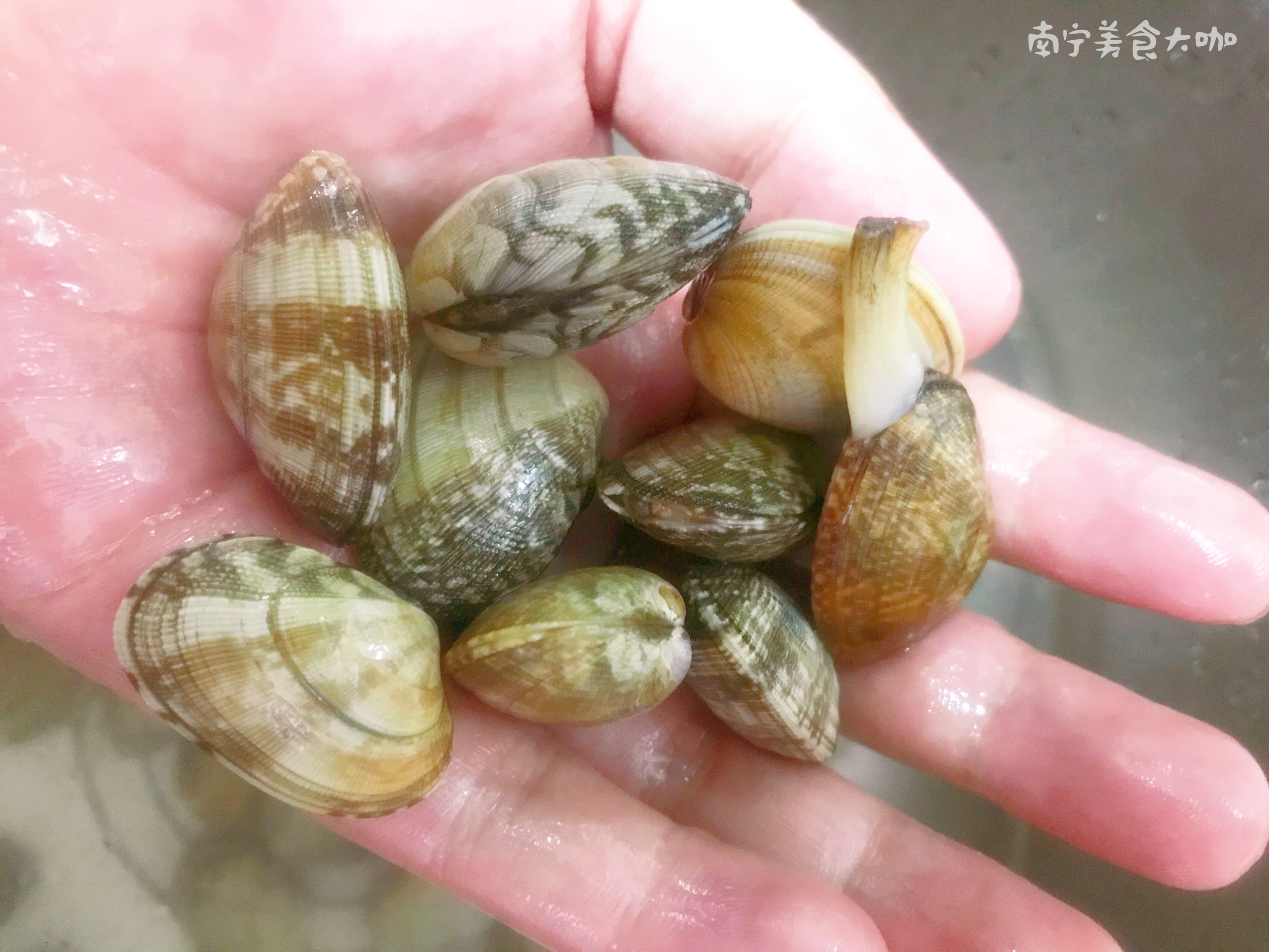 车螺怎么吐沙,怎样使白车螺快速吐沙