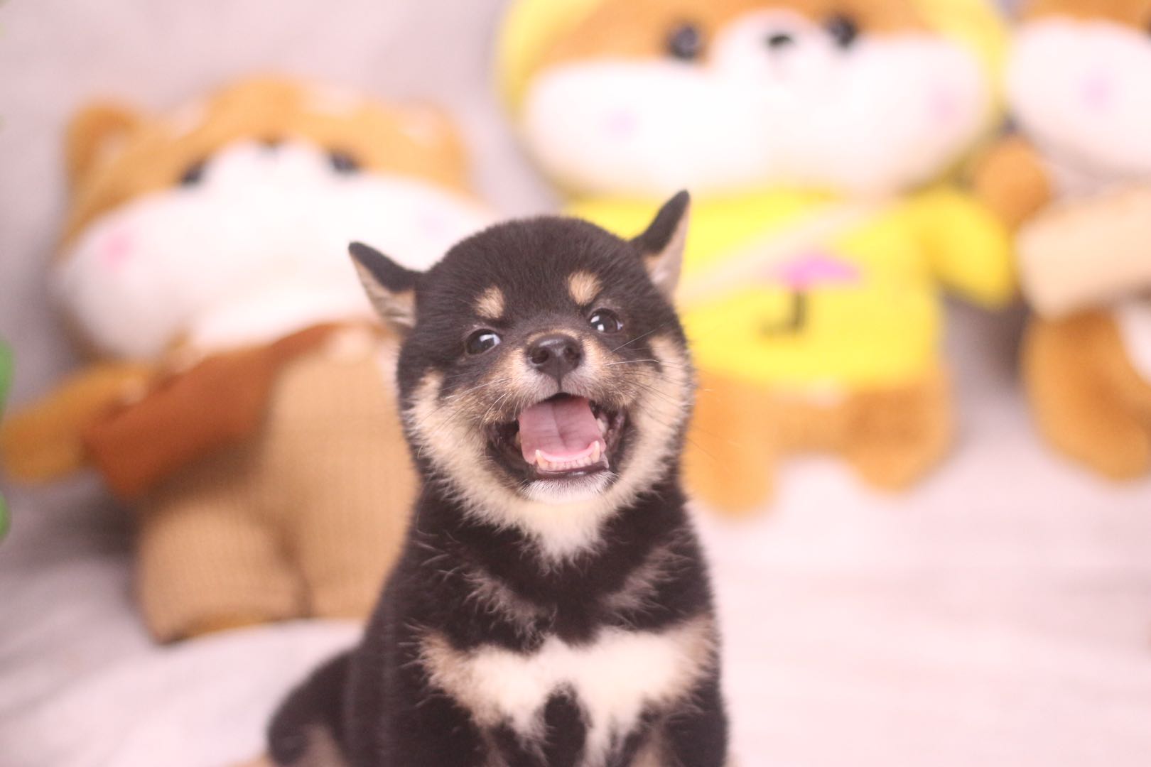 想要一只柴犬又太贵怎么办,想买只柴犬需要准备些什么