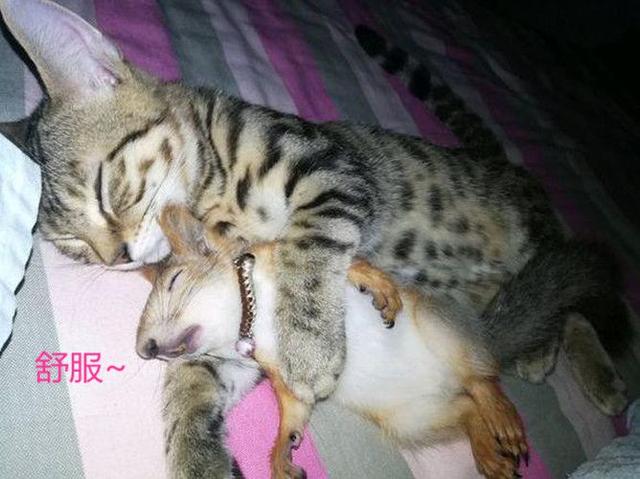 松鼠被猫吃了,松鼠被猫吃了只剩一个头