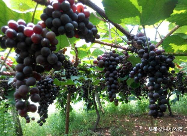 葡萄种植户前景怎么样,葡萄种植前景与销路