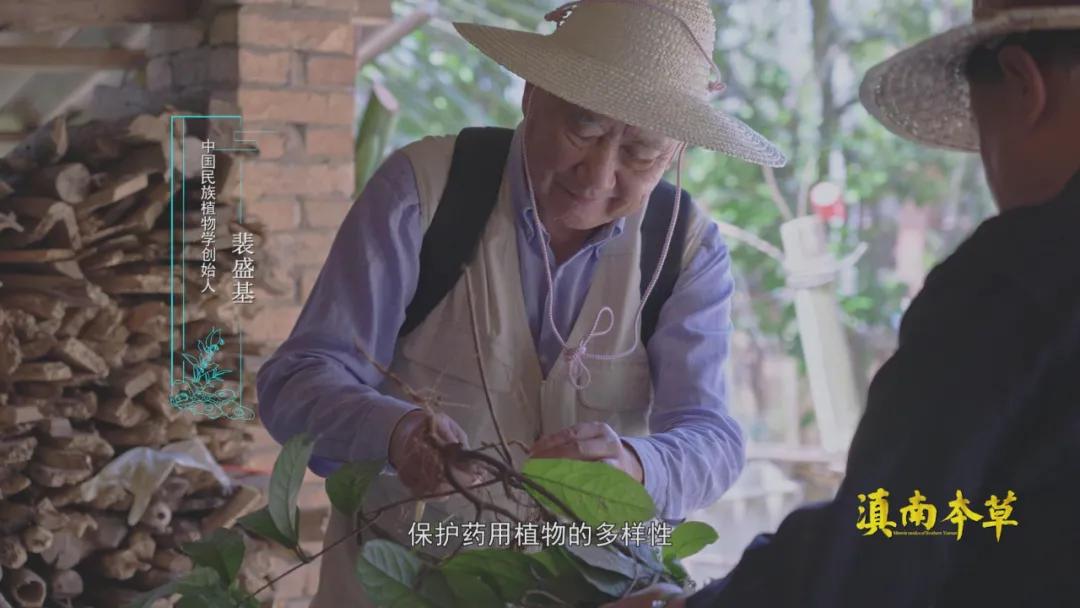 边睡觉边治疗、深山里的龙血树、形态各异的石斛，在这种独特的傣医药文化里还有更多的秘密