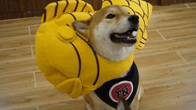 广州撸柴胜地！仲有怀旧零食、游戏室激萌柴犬周边