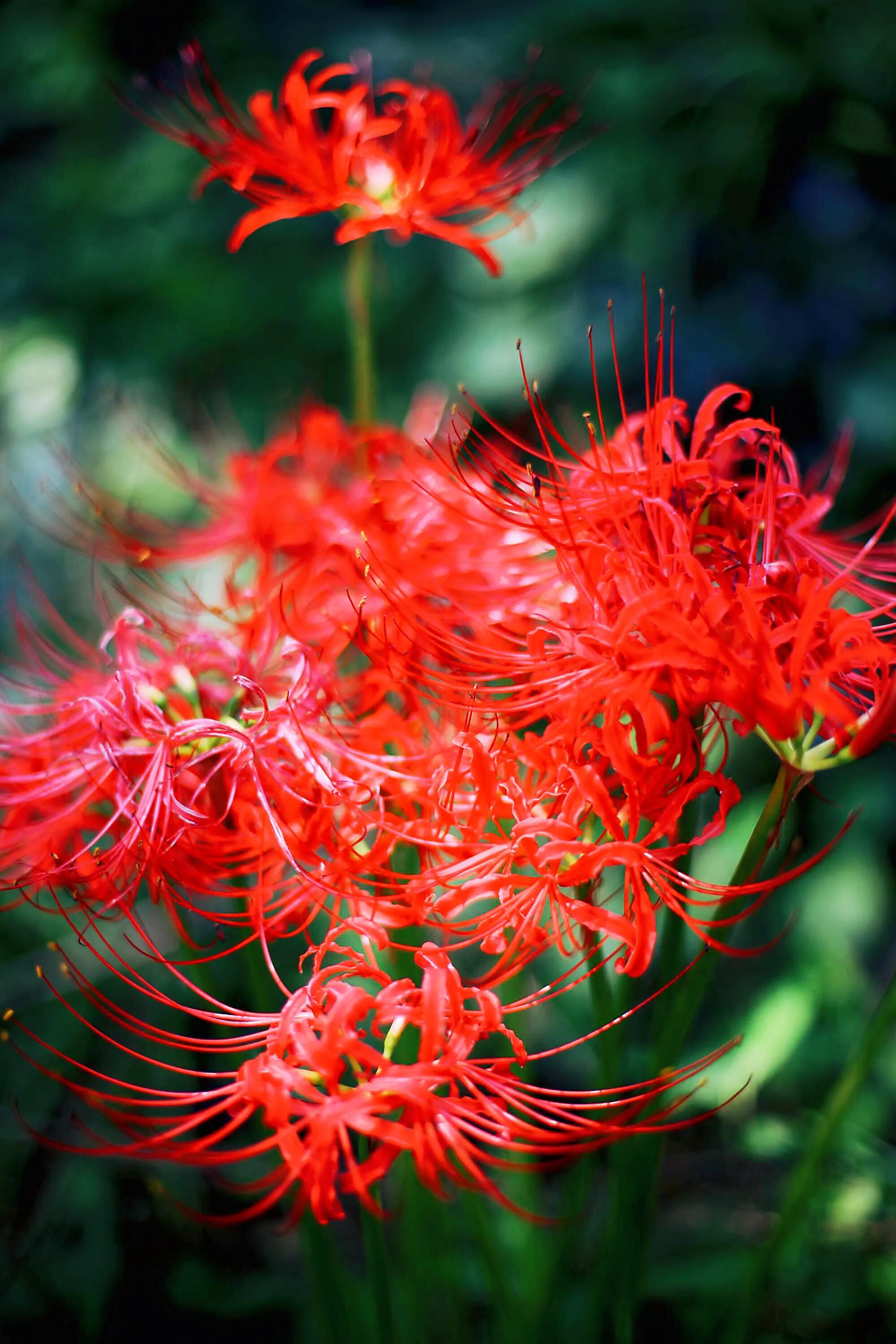花开一千年落一千年花叶永不相见,彼岸花开从此花叶永不相见