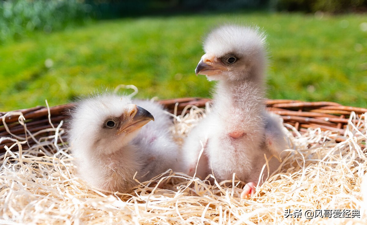 动物吃到口罩,动物吃掉人类的肉会怎么样