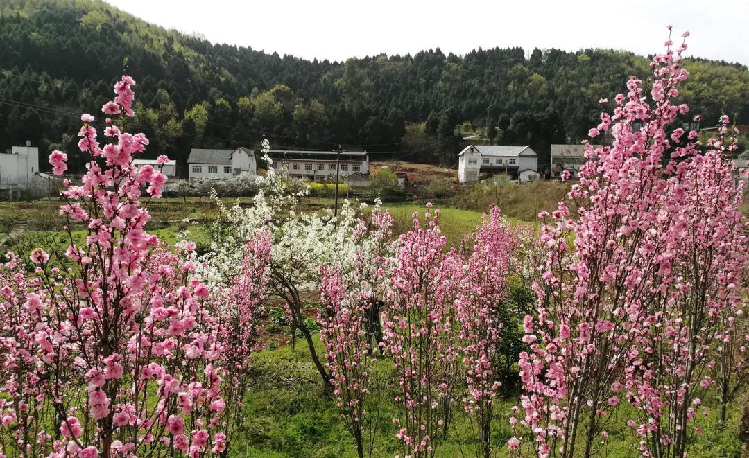 云赏花的小视频,云赏花路