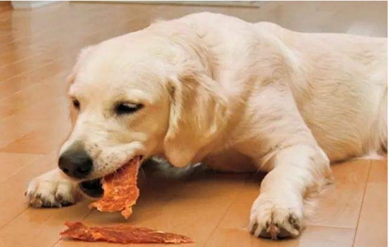 狗狗腿瘸了怎么能让它快速好起来,狗狗摔了一下没断腿瘸了多久自愈