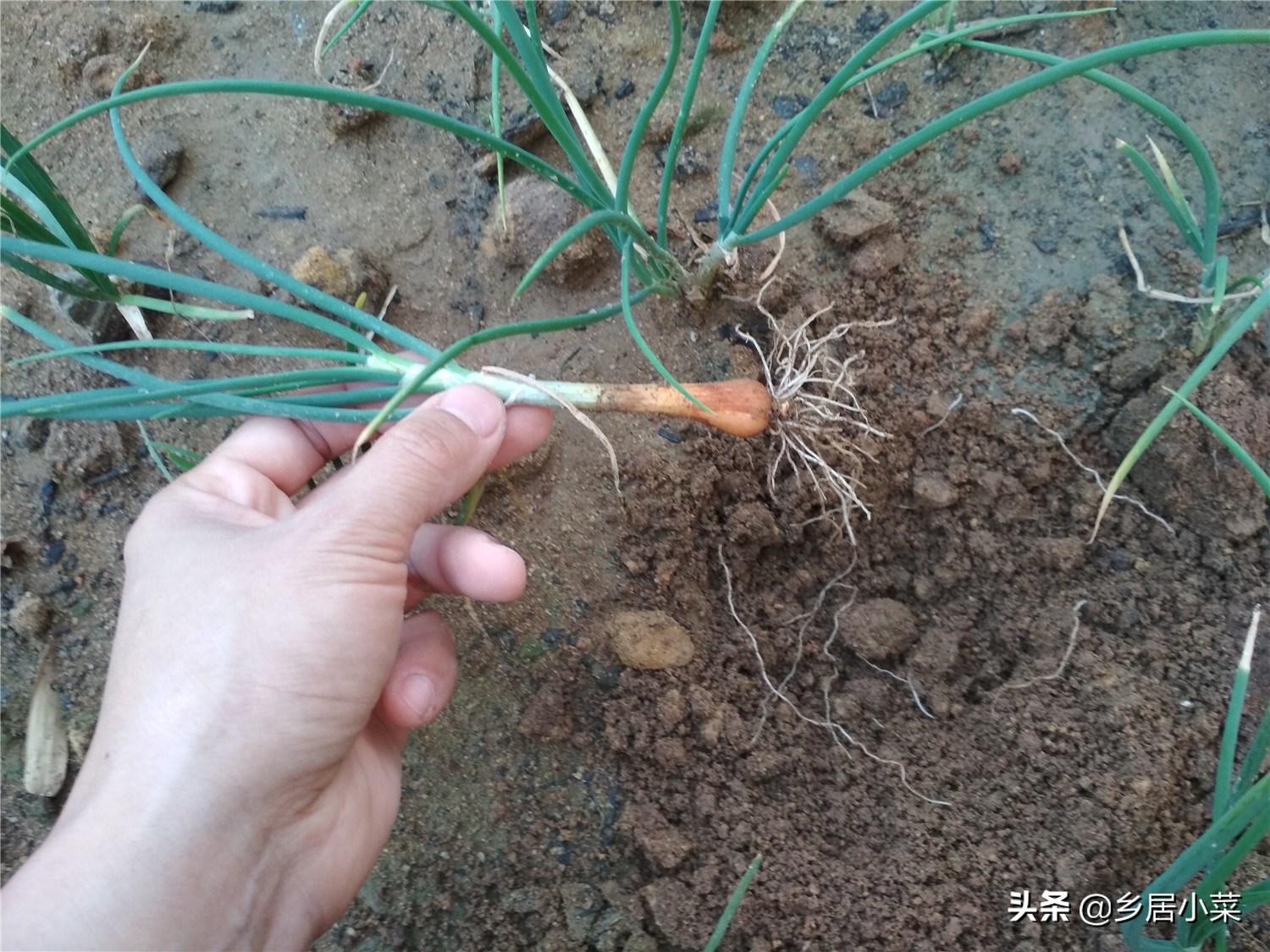 小香葱和葱苗的区别,小香葱幼苗多久才能长得粗壮