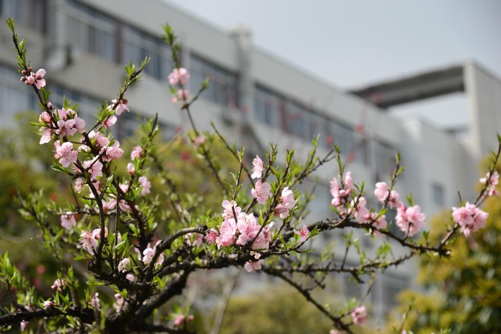 全省首家!湖北日报官方“点名”!这个“芯”学院实力出众