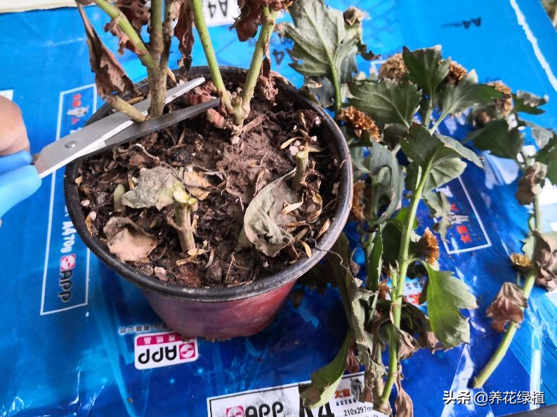 菊花开过花之后怎么修剪,盆栽菊花怎样修剪及修剪时间