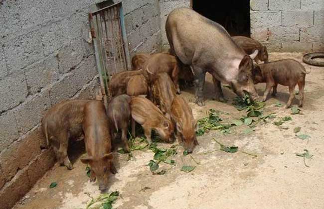 野猪养殖销路,养殖特种野猪销路如何
