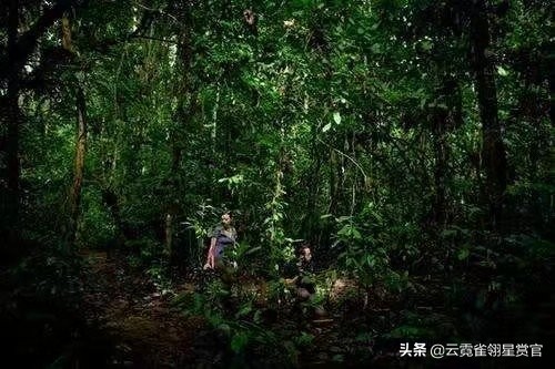 “绿色天堂”亚马逊雨林,实则是“人类禁区”,到底有多恐怖?