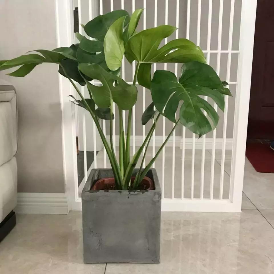 龟背竹叶子发黄脱落怎样挽救,龟背竹叶发黄怎么办呢