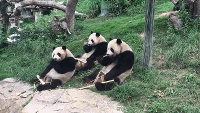 郑州动物园和五龙山动物园,广州动物园与长隆野生动物园对比