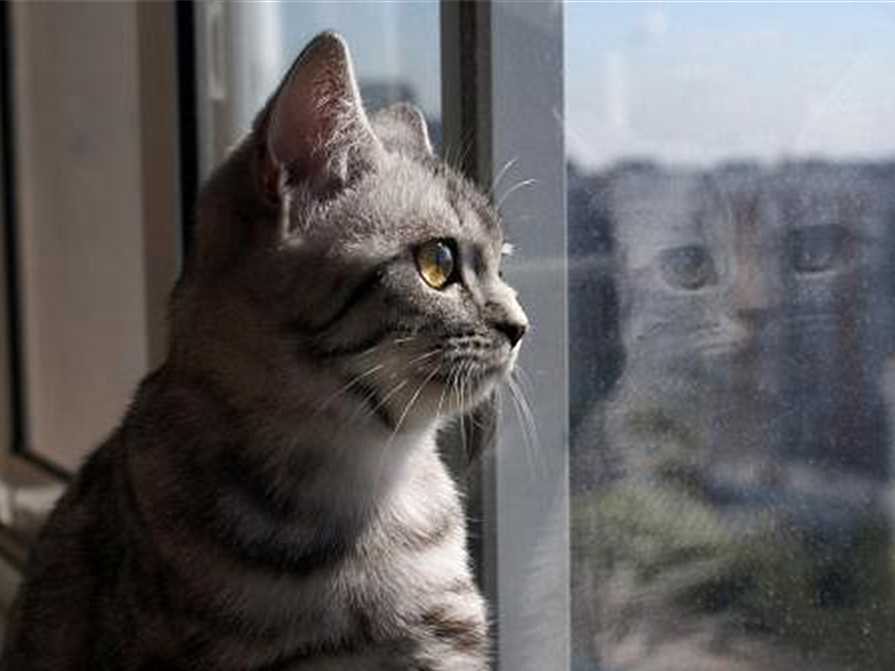 给猫拍照用闪光灯危害,给猫拍照会有什么后果