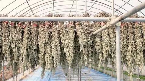 用药如用兵完整版,用药如用兵论朗诵