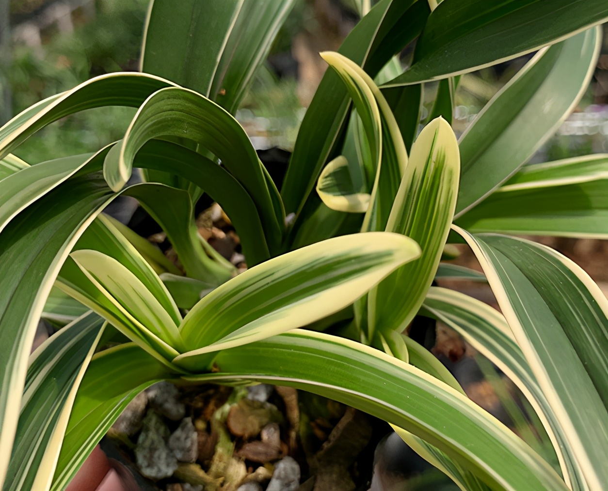 墨兰金边红瓣兰花,兰花金边紫月兰