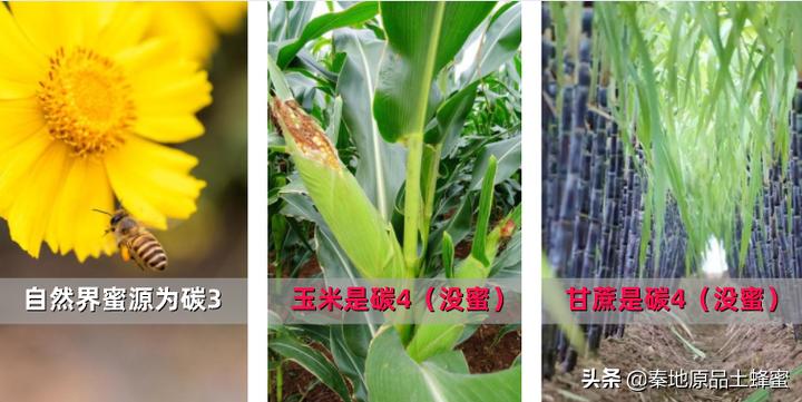 买到真蜂蜜怎么评价,买真的好的蜂蜜去哪里购