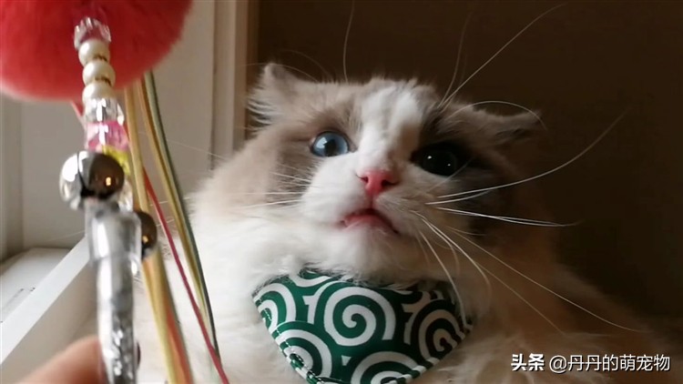 猫咪无法拒绝的三件事,猫咪最难以抗拒的东西