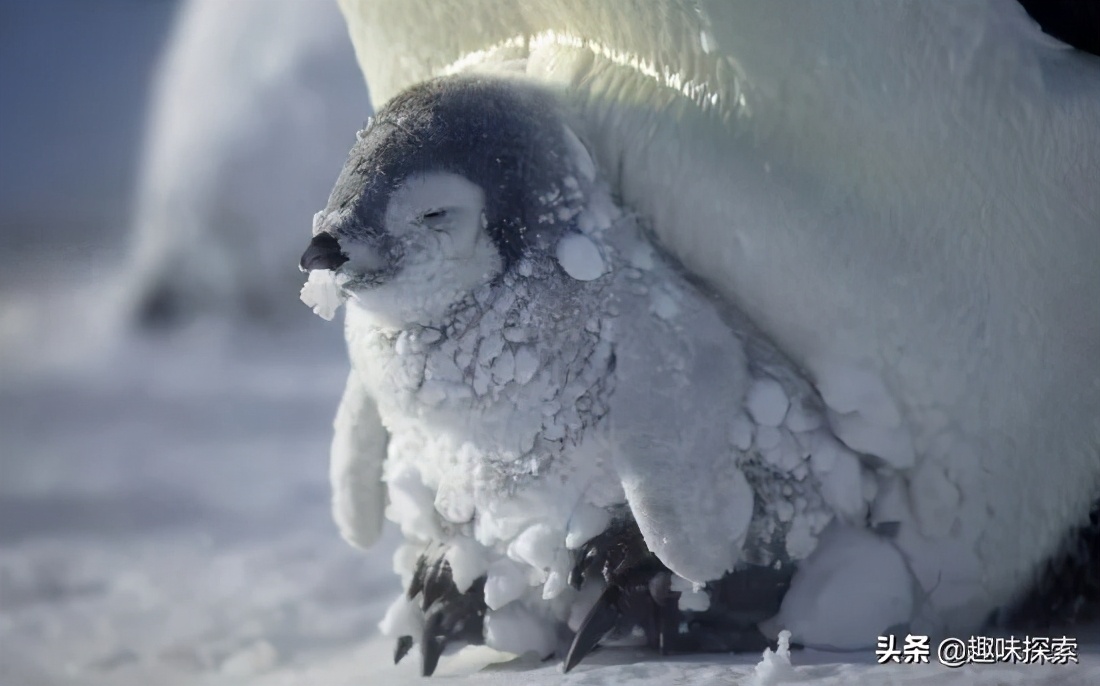 企鹅在南极为什么不会被冻死,南极那么冷为什么企鹅没冻死