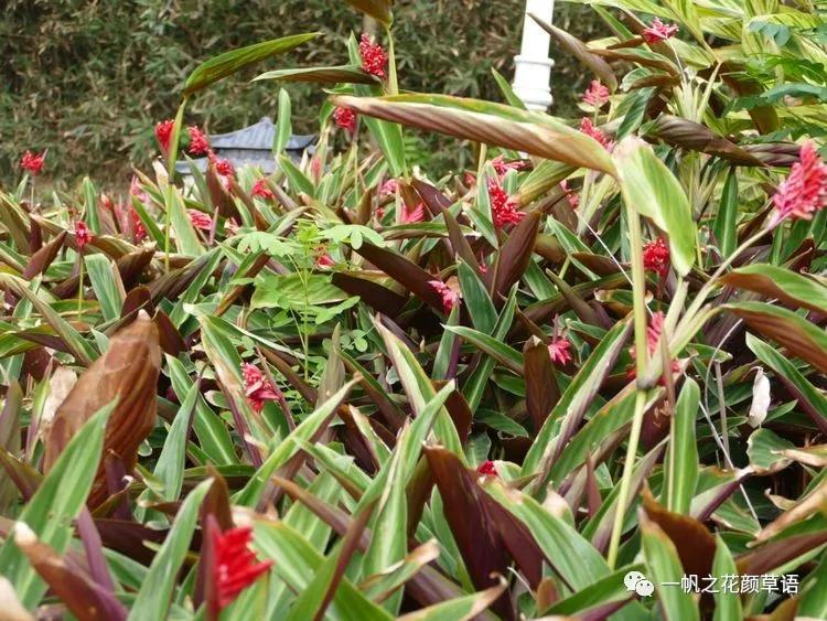 紫背竹芋卧花竹芋,紫背竹芋图片和名称