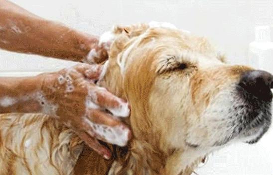 为它心甘情愿花掉一半工资！你们“铲”起千亿市场...