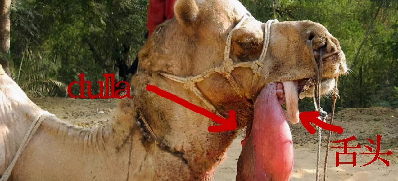 骆驼为什么吐出粉色的肉球,骆驼嘴里有肉球是什么