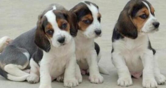 大耳朵比格犬怎么挑选,怎样挑选一只好的比格犬