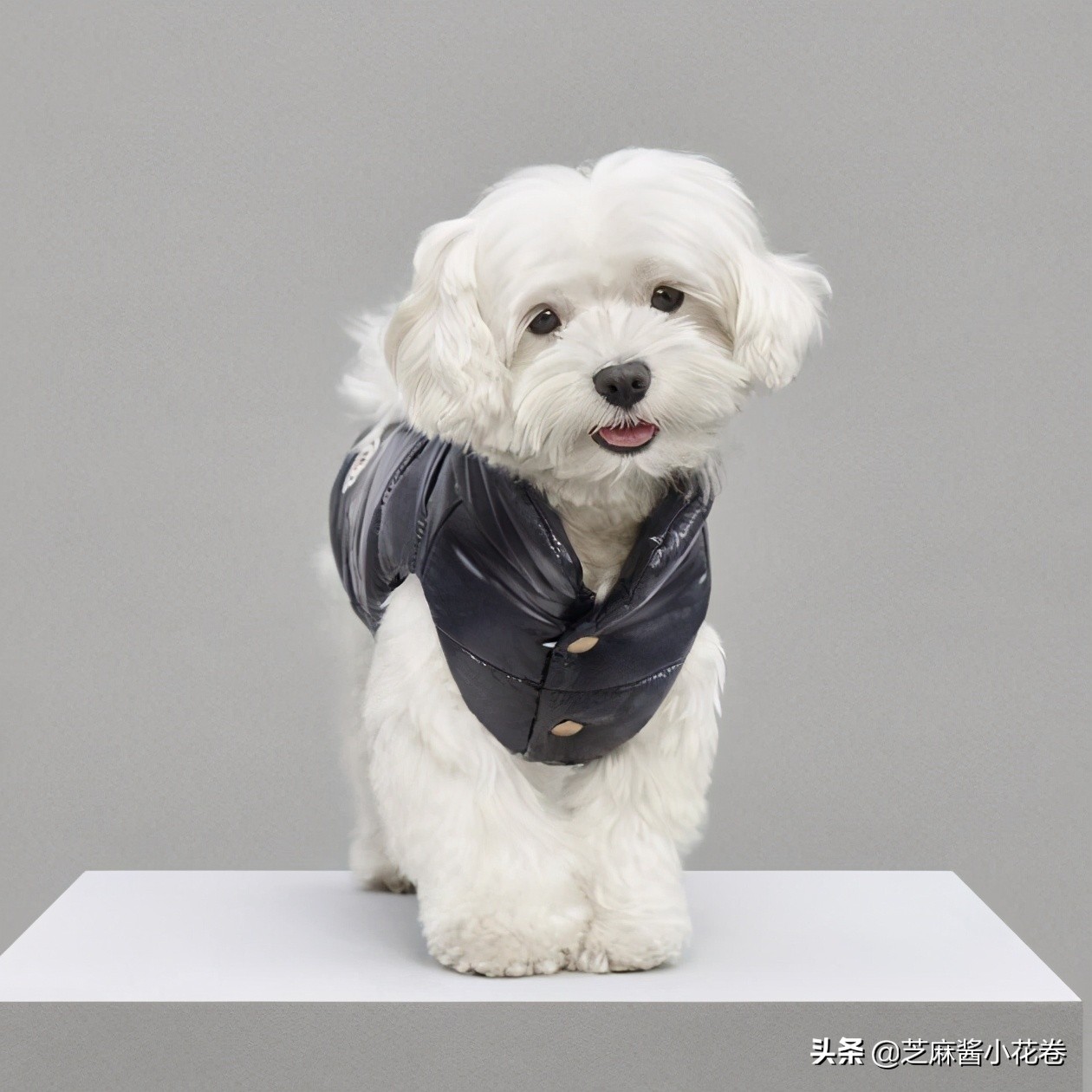 凡尔赛文学其实无处不在,凡尔赛文化盛行