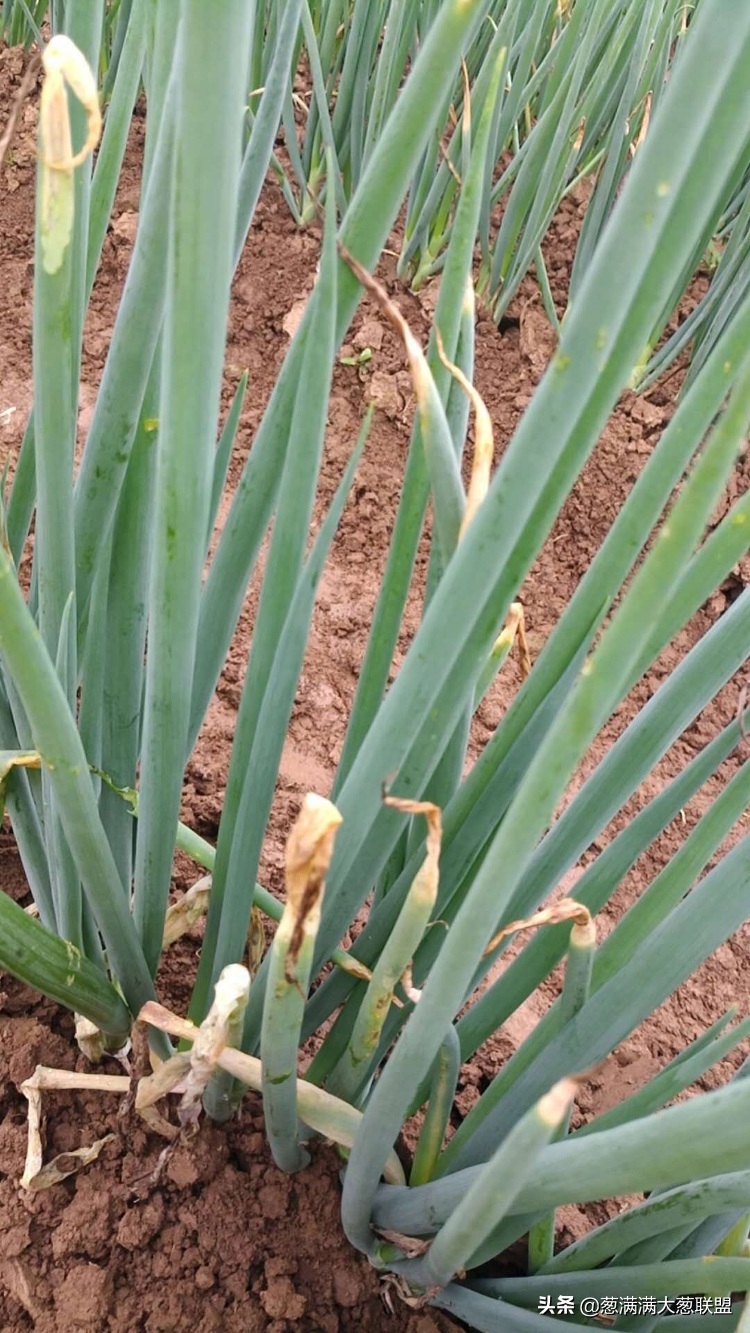 嘧霉胺能防治葱疫病吗,葱疫病怎么防治