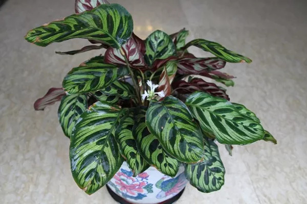 南方孔雀竹芋冬天怎么养,孔雀竹芋可以过冬吗怎么养