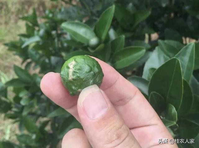 这个是柑橘疮痂病，在温暖湿润条件下最容易发病