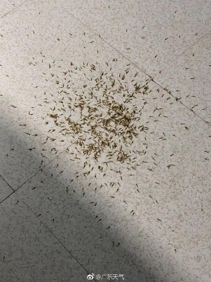 最近很多人吓得不敢开灯的视频,最近很多人被吓得不敢开灯的视频