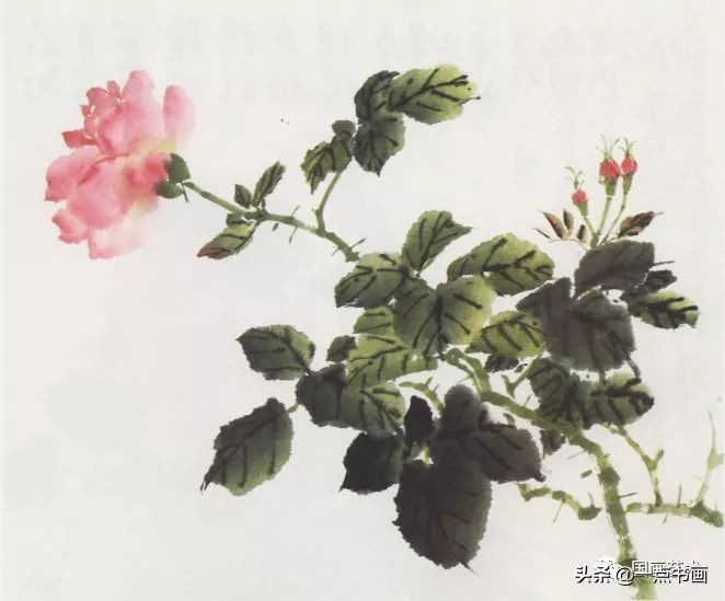 写意花鸟临本——月季画法