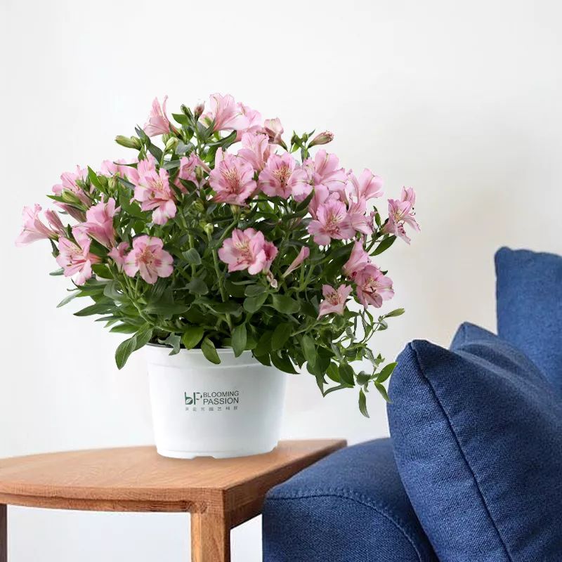 过年家里必摆的九道菜,过年家里摆的喜庆的物件