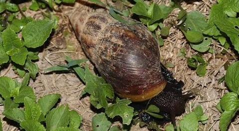 下雨后出现的大蜗牛能摸吗,雨天之后见到这种蜗牛千万不要碰
