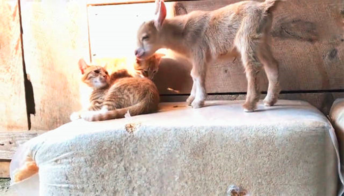 猫咪帮铲屎官接待客人,猫咪礼貌推开铲屎官