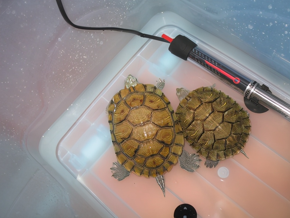 夏季养龟这4点千万要注意,秋季养龟注意事项