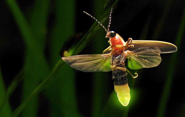 瓢虫害虫和益虫的区别图,益虫害虫有哪些视频