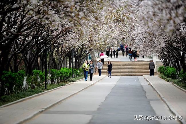 济南春季赏花自驾,济南踏青赏花新模式