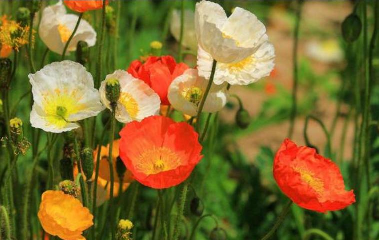 稀奇古怪的花又好看又好养,4种花漂亮又便宜