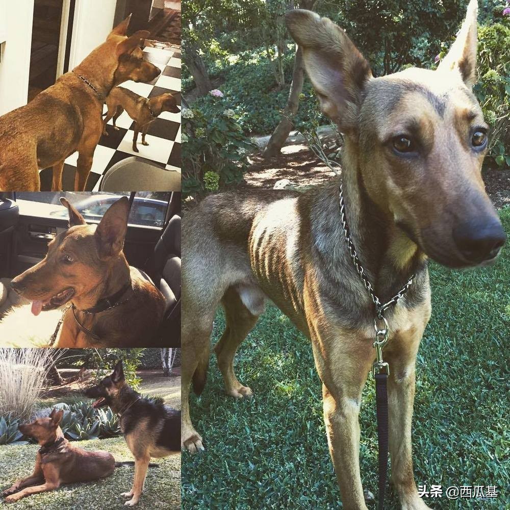 各大明星都养什么狗,公认最好养的十种狗大型犬