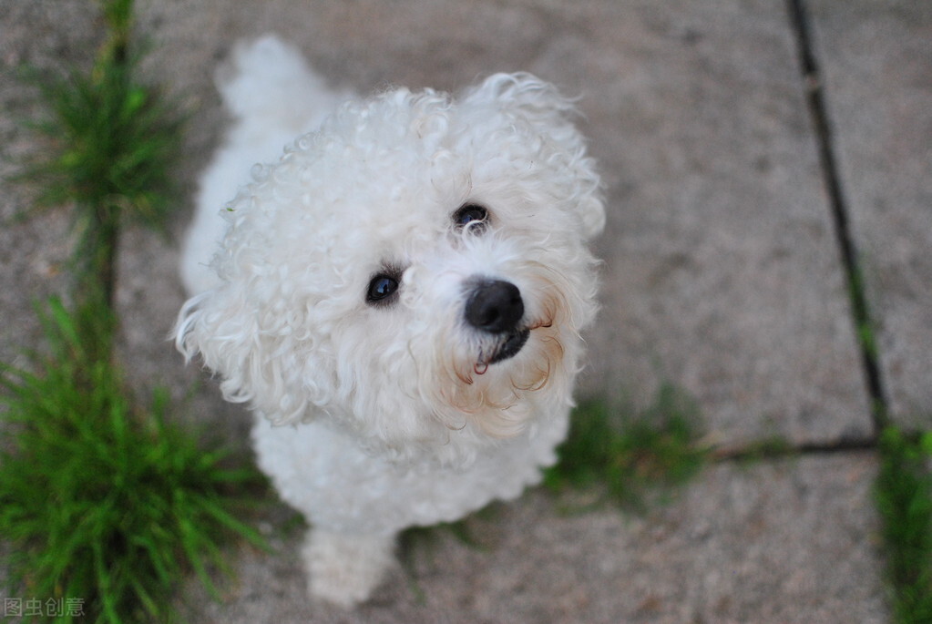 比熊犬有泪痕怎么去除,比熊犬泪痕怎么清除